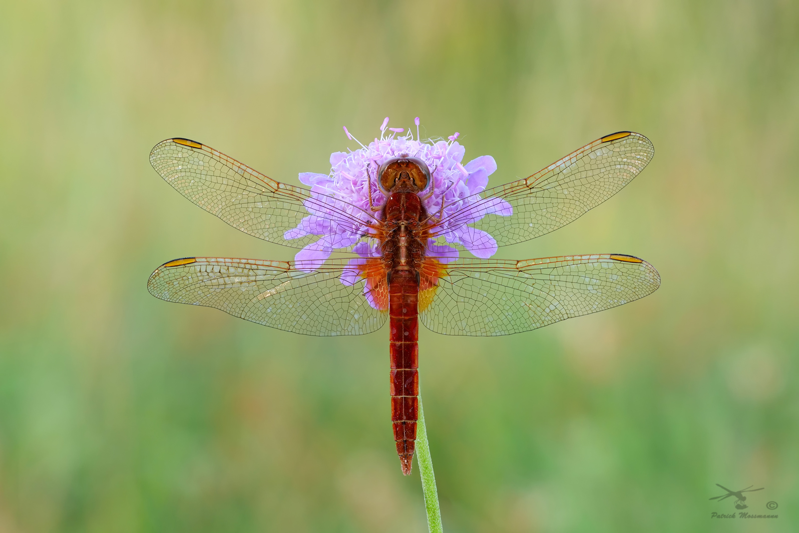 Feuerlibelle