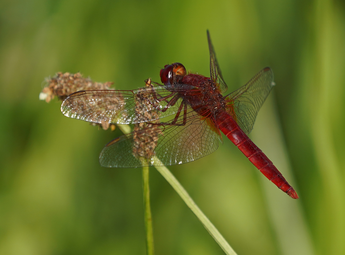 Feuerlibelle