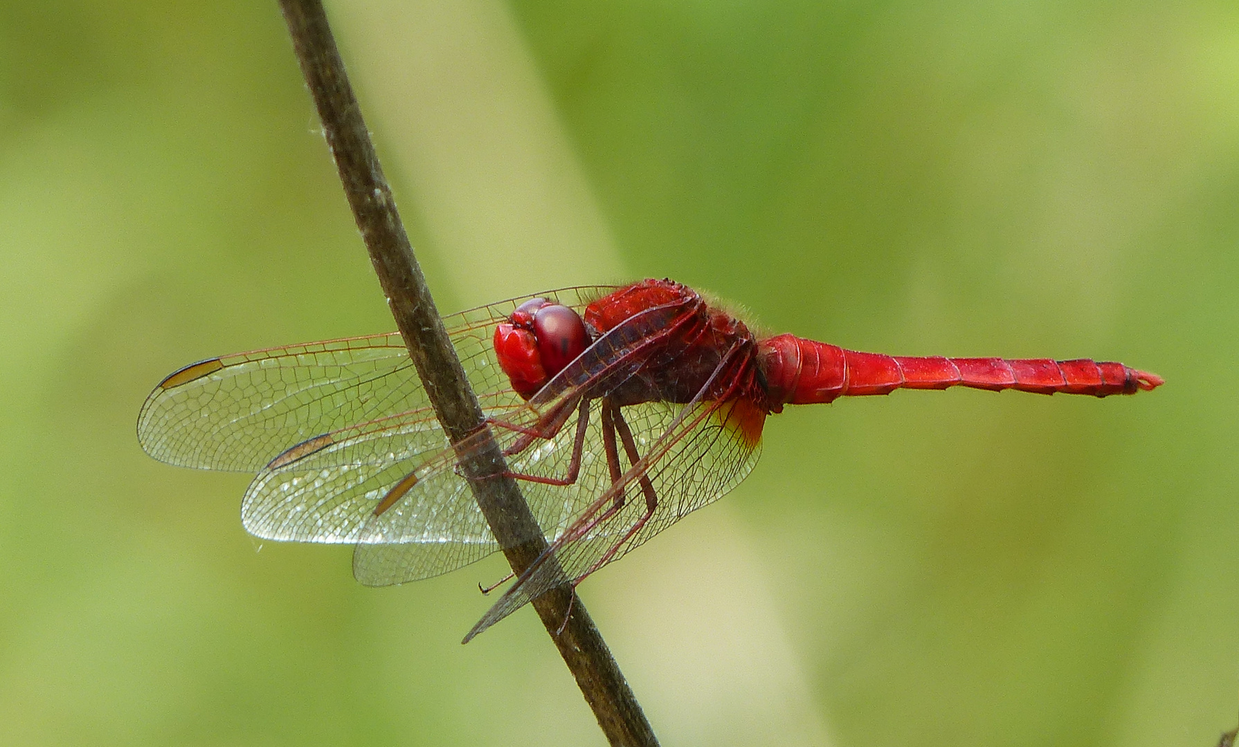   Feuerlibelle