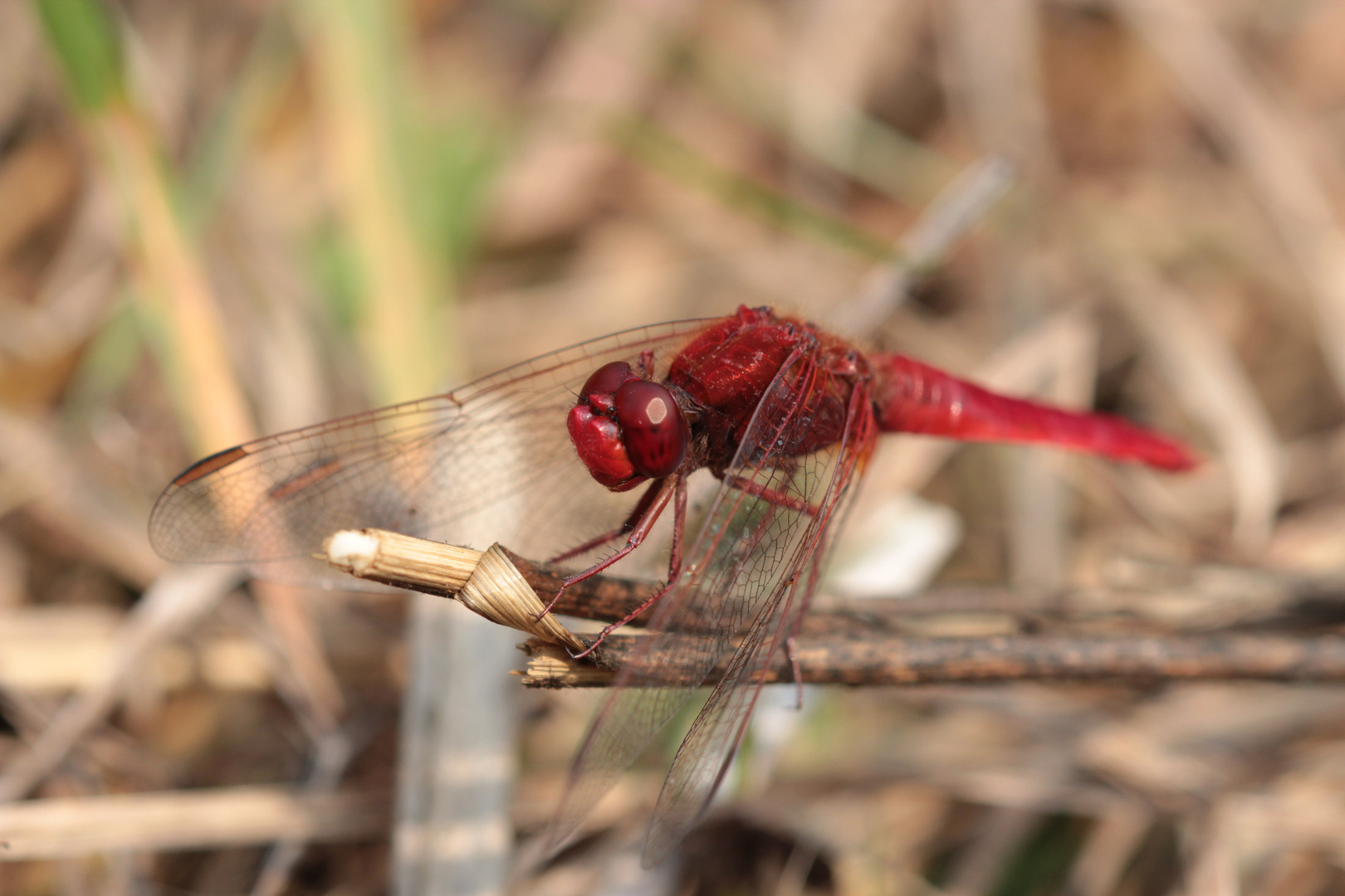 Feuerlibelle am Lintorfer Waldsee