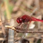 Feuerlibelle am Lintorfer Waldsee