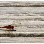 Feuerlibelle auf dem Holzweg: eine gefährliche Kombination...