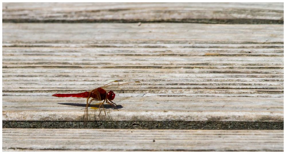 Feuerlibelle auf dem Holzweg: eine gefährliche Kombination...