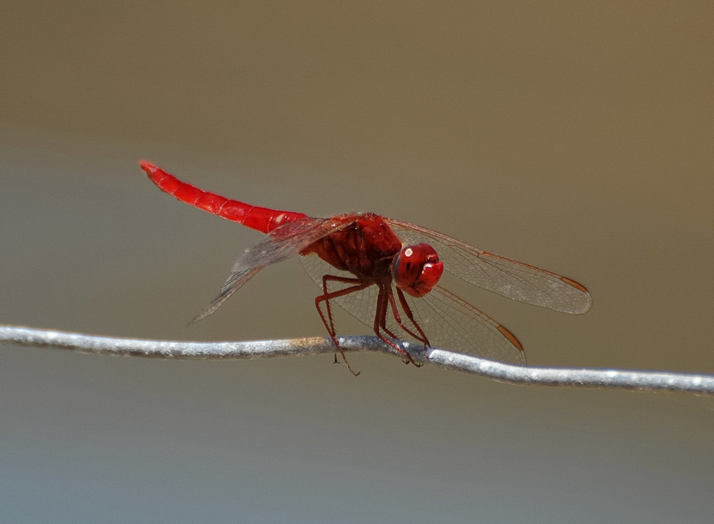 Feuerlibelle auf Fuerteventura