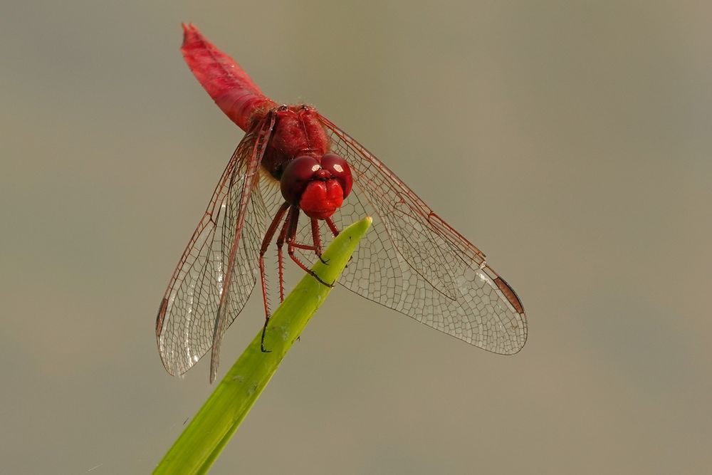 Feuerlibelle