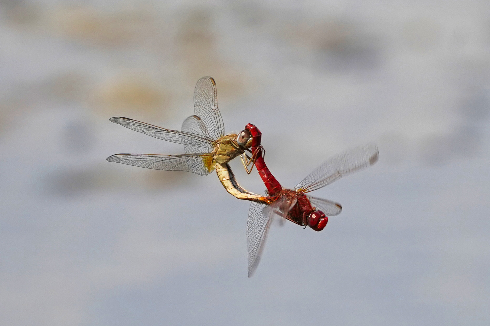 Feuerlibelle bei der Paarung II