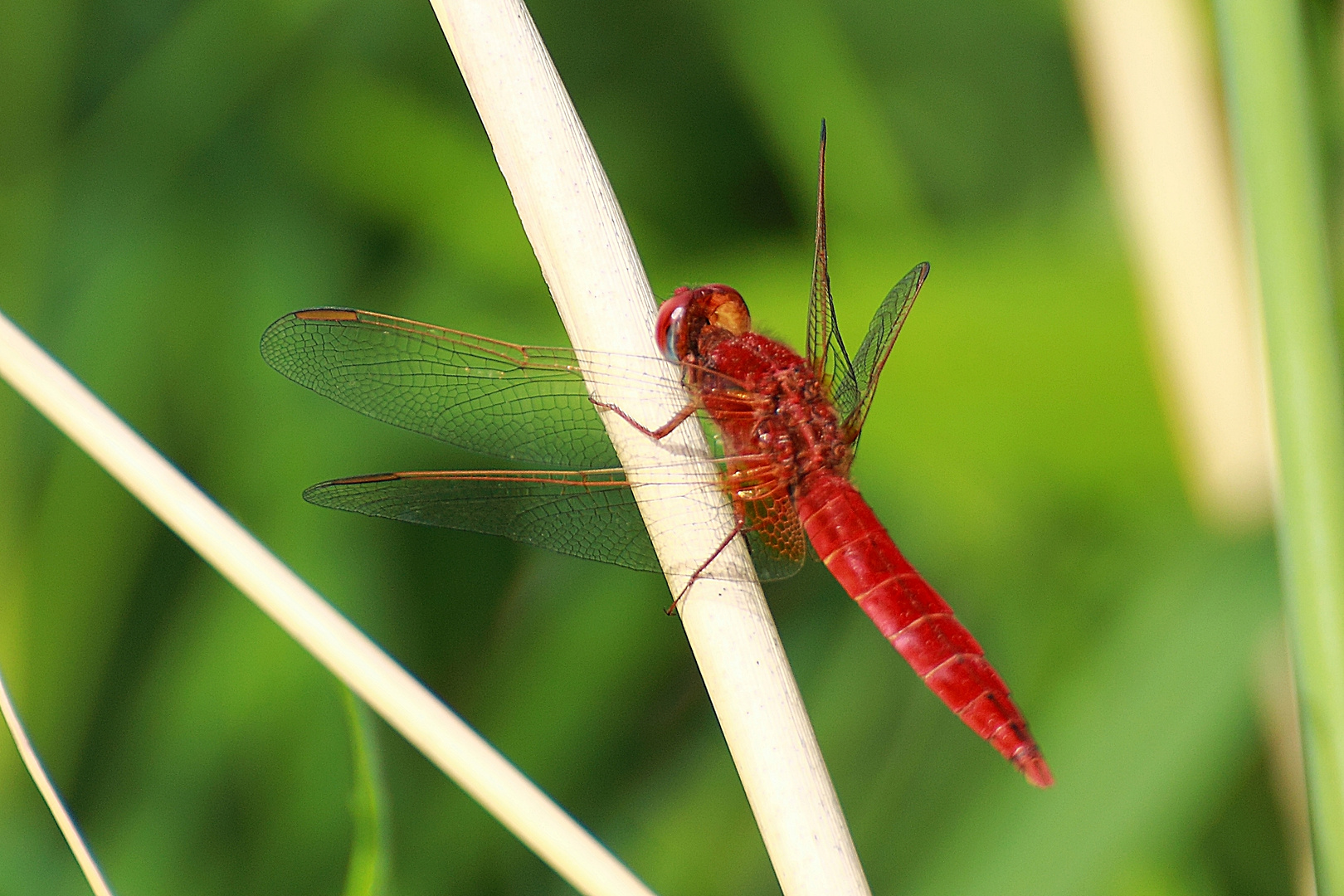 Feuerlibelle