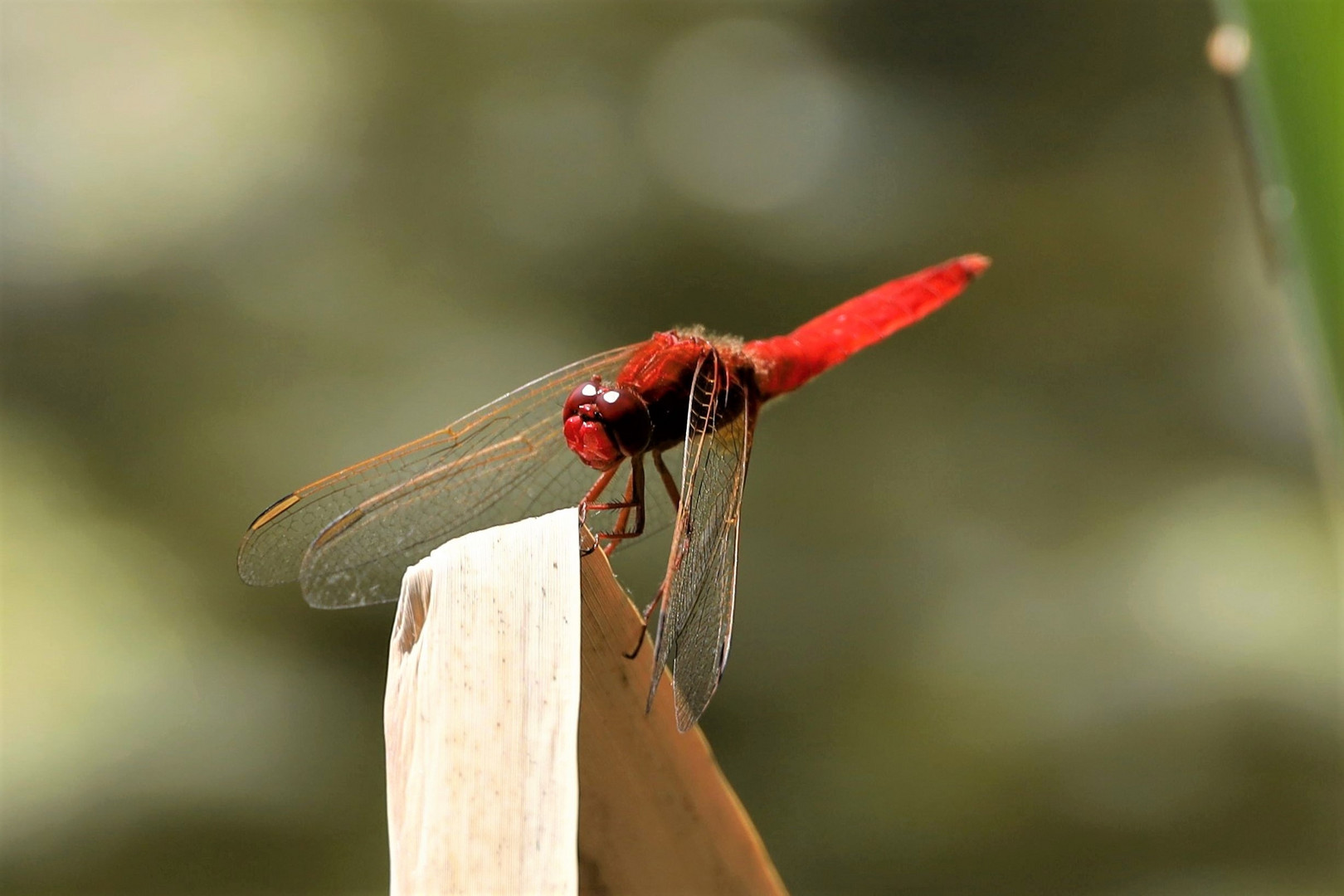 Feuerlibelle