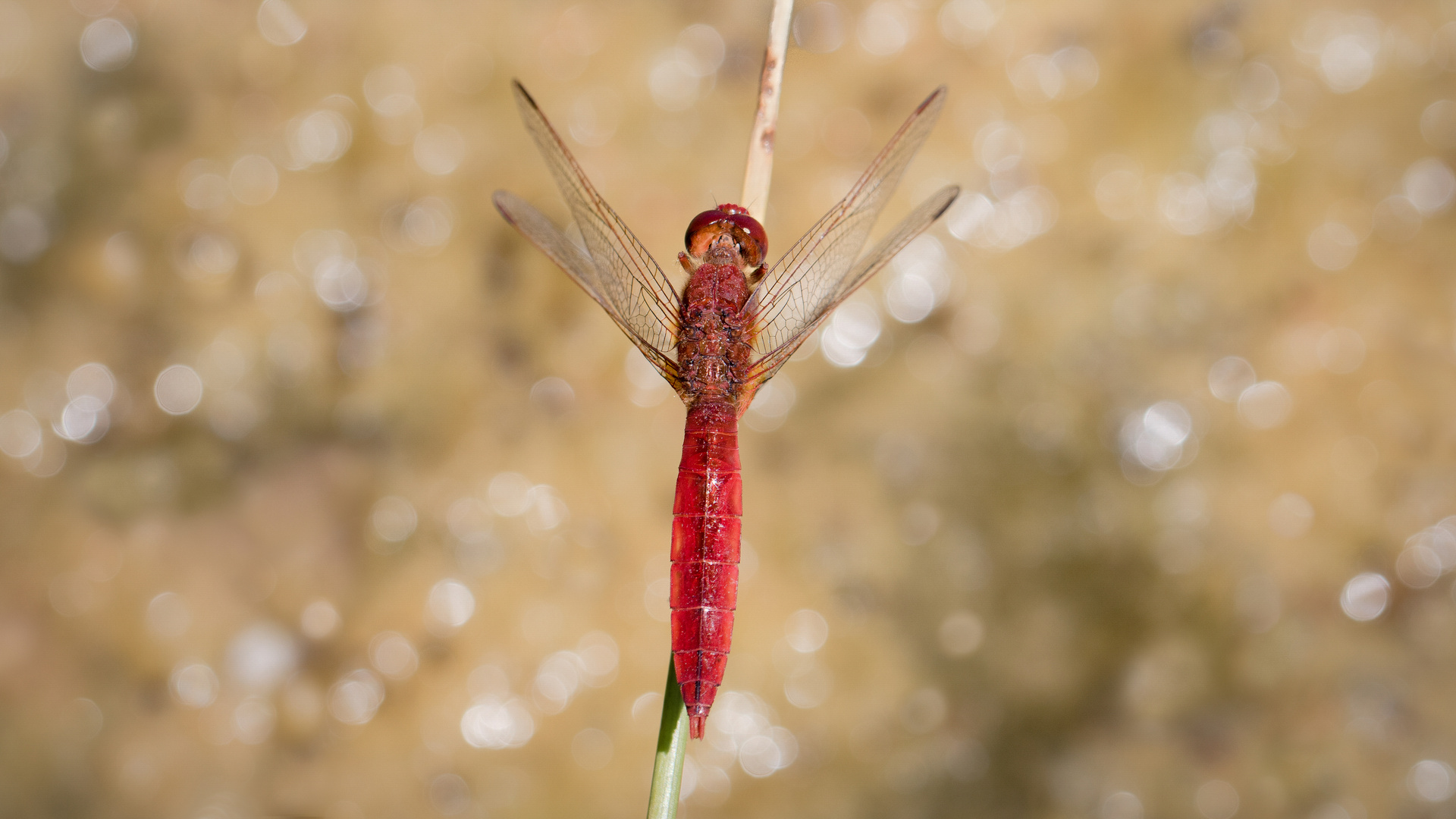 feuerlibelle