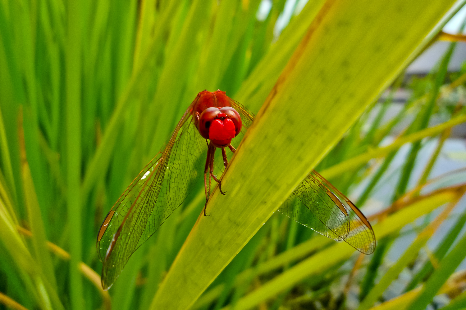 Feuerlibelle