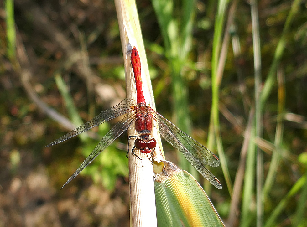 Feuerlibelle