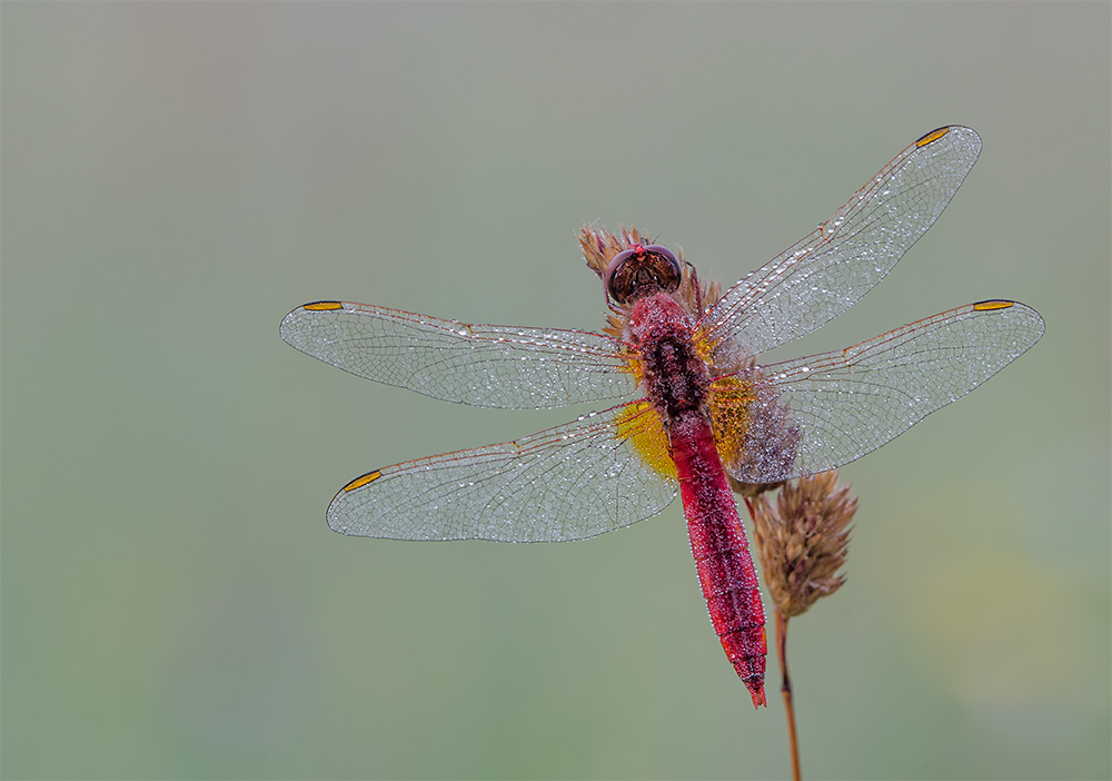 Feuerlibelle