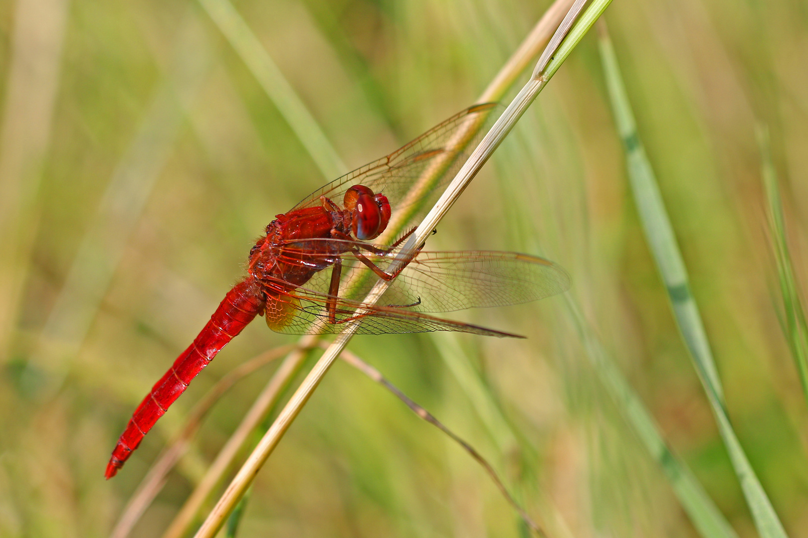 Feuerlibelle