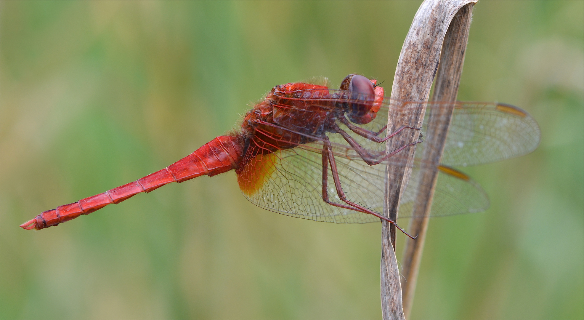 Feuerlibelle