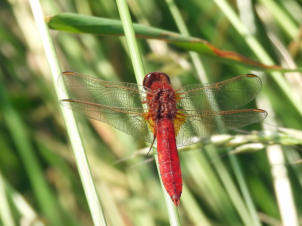 Feuerlibelle