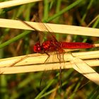 --- Feuerlibelle (Crocothemis erythraea) ---