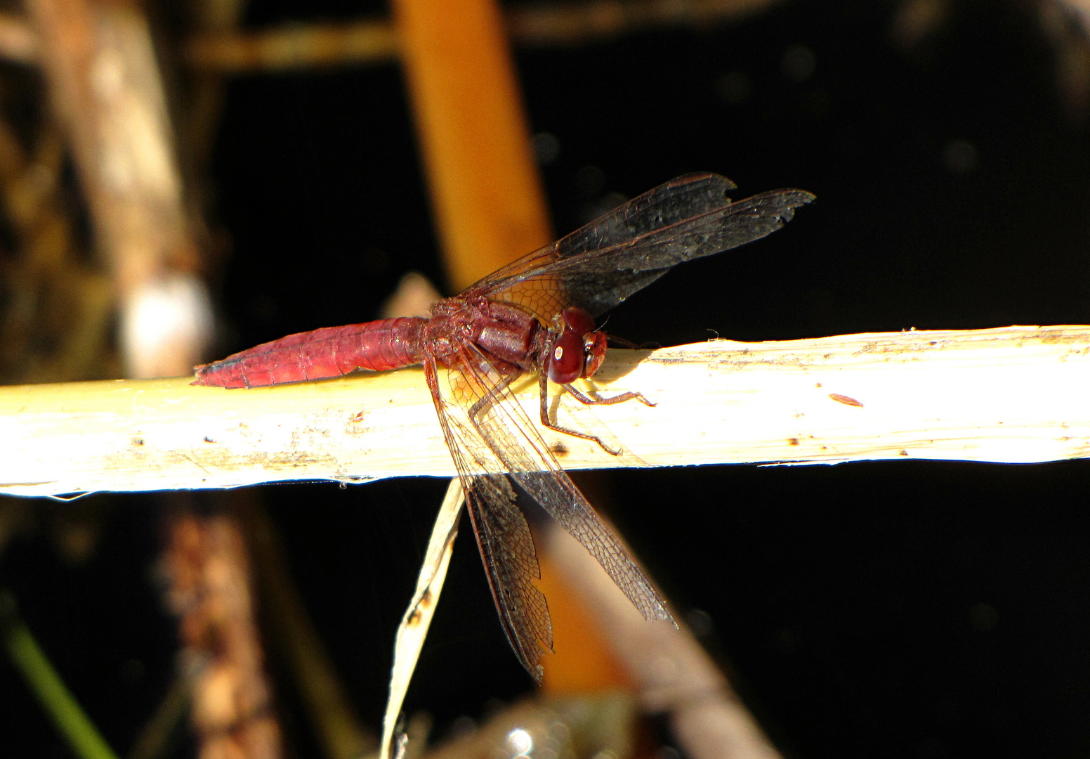 --- Feuerlibelle (Crocothemis erythraea) --- 