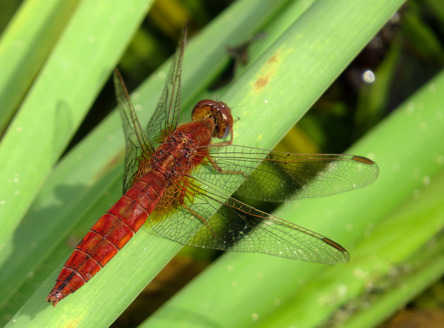 ... Feuerlibelle (Crocothemis erythraea) ...