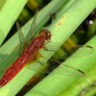 ... Feuerlibelle (Crocothemis erythraea) ...