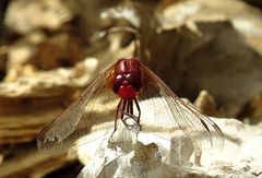 --- Feuerlibelle (Crocothemis erythraea) ---