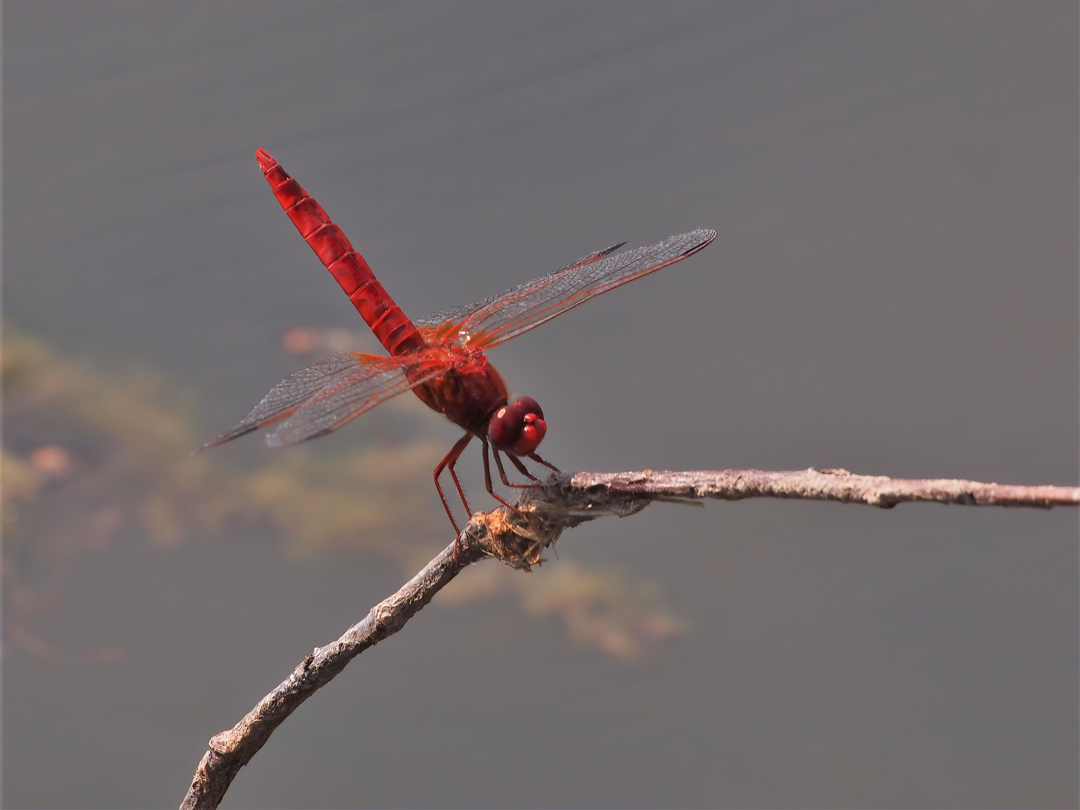 Feuerlibelle (Crocothemis erythraea)