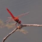 Feuerlibelle (Crocothemis erythraea)