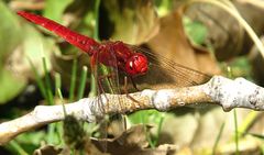 --- Feuerlibelle (Crocothemis erythraea) ---