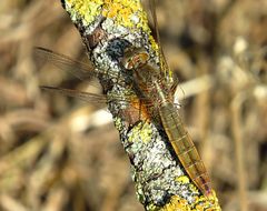 --- Feuerlibelle (Crocothemis erythraea) ---