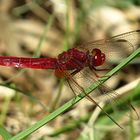 --- Feuerlibelle (Crocothemis erythraea) ---