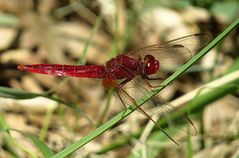 --- Feuerlibelle (Crocothemis erythraea) ---