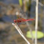 Feuerlibelle (Crocothemis erythraea)