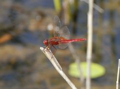 Feuerlibelle (Crocothemis erythraea)