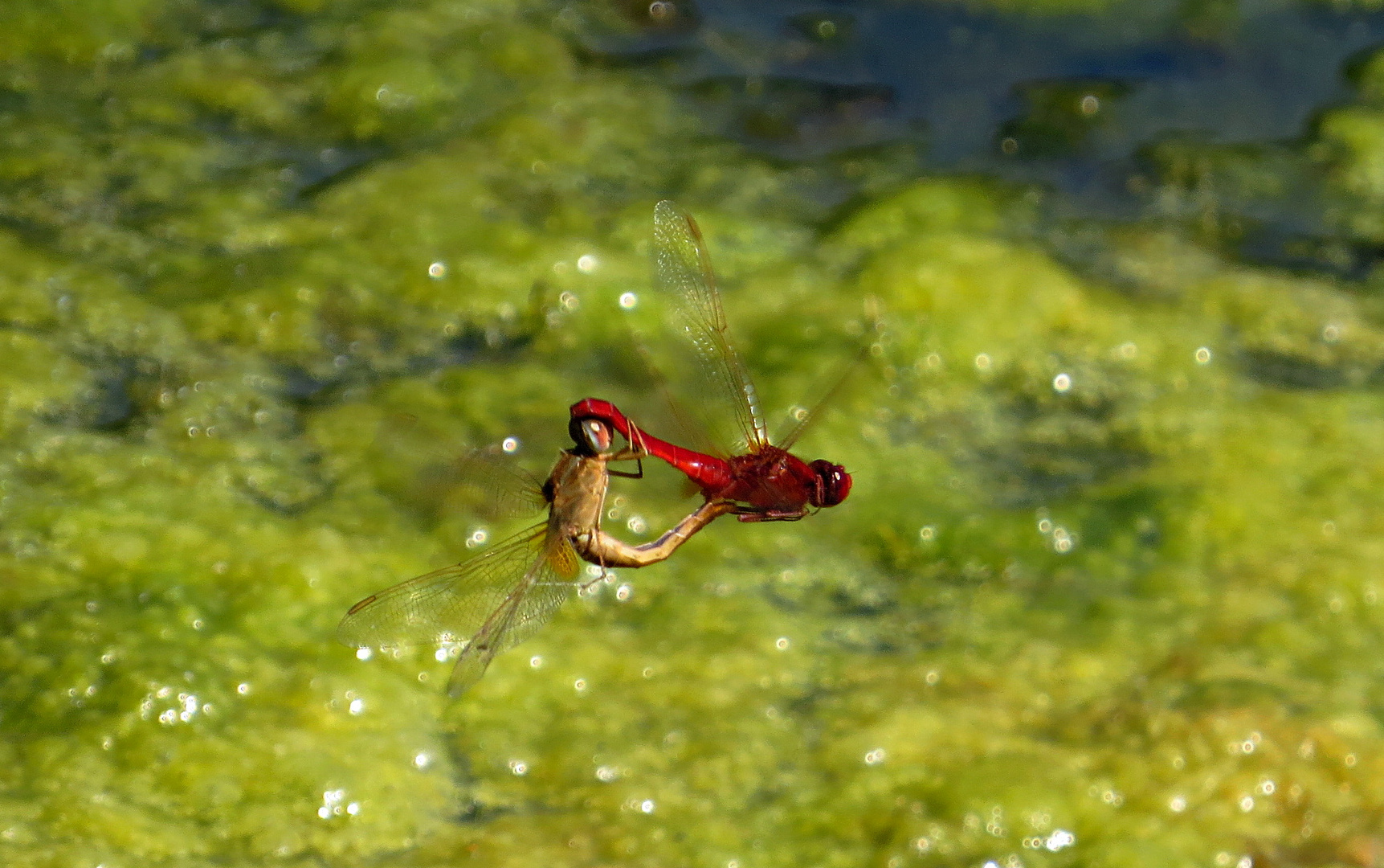 --- Feuerlibelle (Crocothemis erythraea) ---