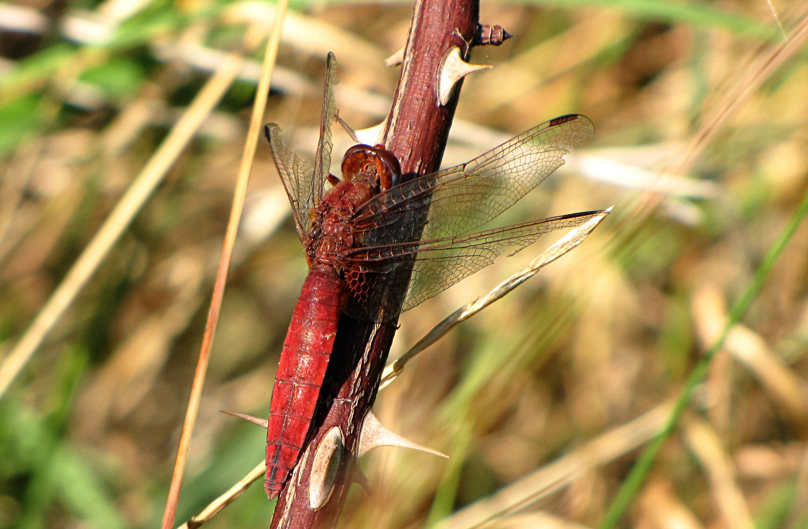 --- Feuerlibelle (Crocothemis erythraea) --- 