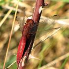 --- Feuerlibelle (Crocothemis erythraea) --- 