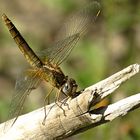 --- Feuerlibelle (Crocothemis erythraea) ---