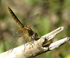 --- Feuerlibelle (Crocothemis erythraea) ---