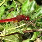 --- Feuerlibelle (Crocothemis erythraea) ---