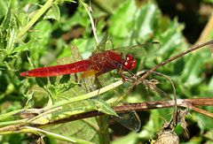 --- Feuerlibelle (Crocothemis erythraea) ---