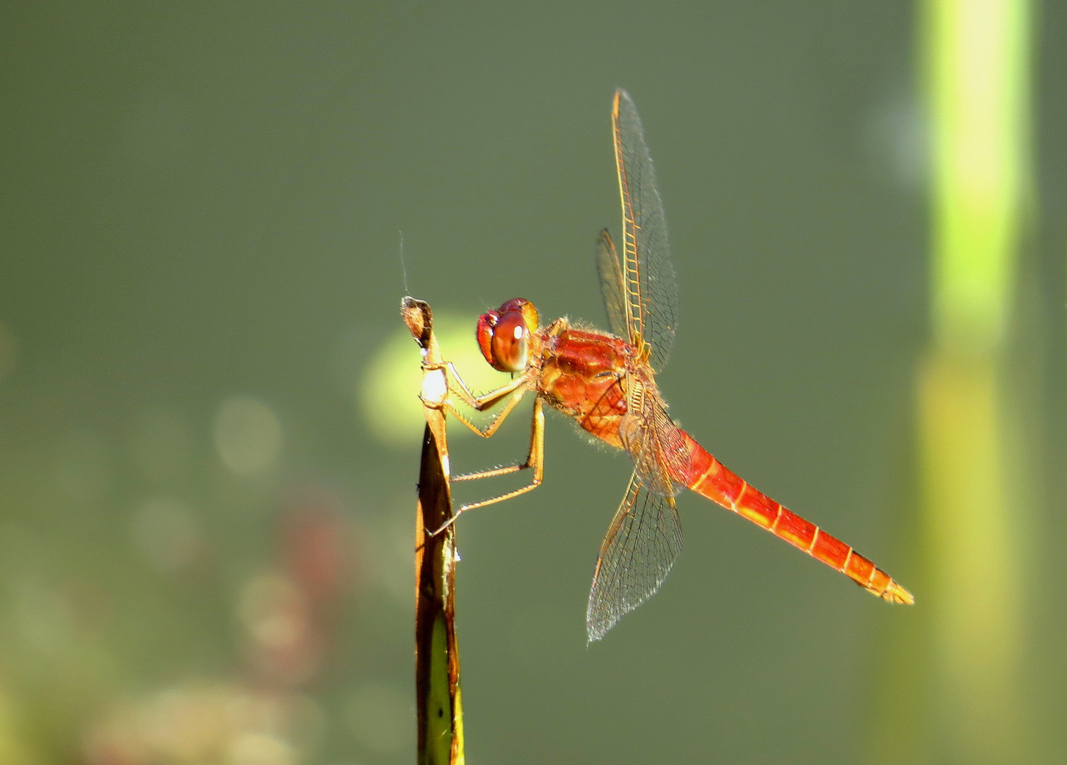 ... Feuerlibelle (Crocothemis erythraea) ...