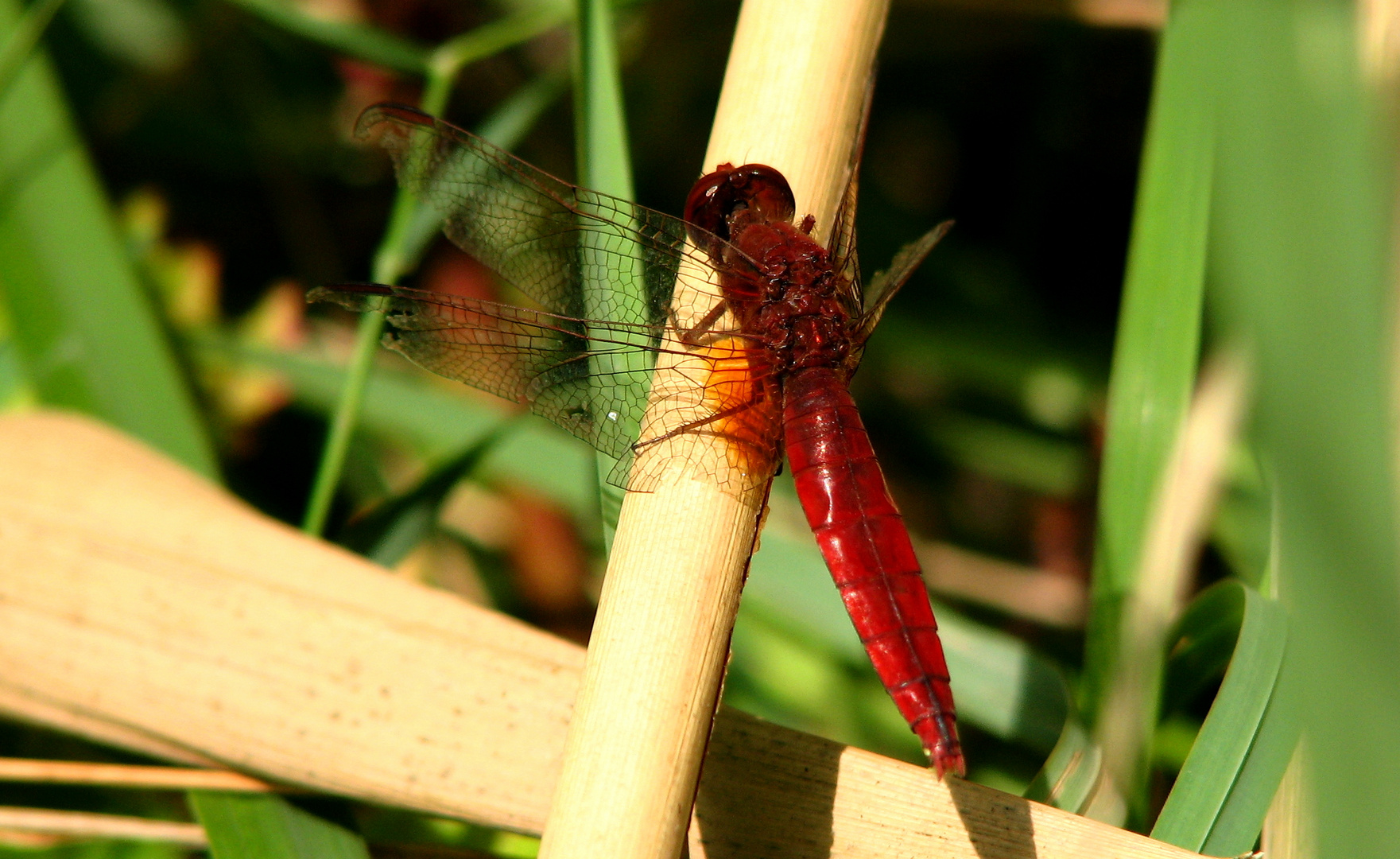 --- Feuerlibelle (Crocothemis erythraea) --- 