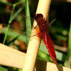 --- Feuerlibelle (Crocothemis erythraea) --- 