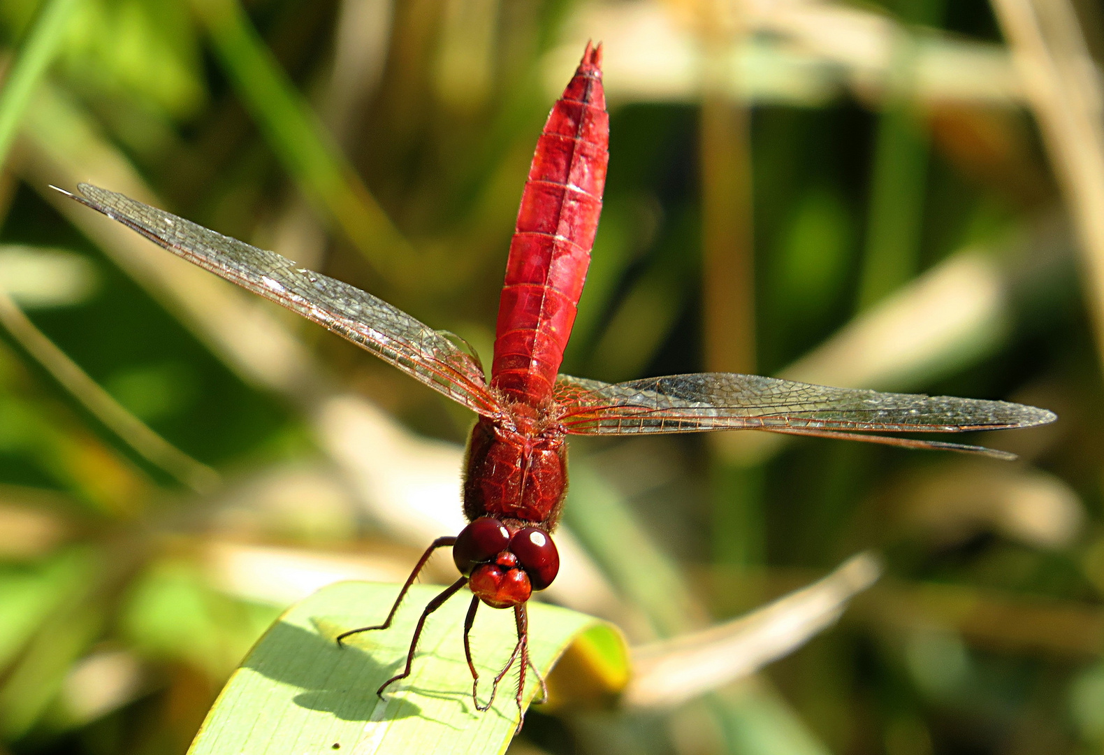 --- Feuerlibelle (Crocothemis erythraea) ---