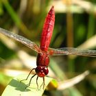 --- Feuerlibelle (Crocothemis erythraea) ---