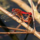 --- Feuerlibelle (Crocothemis erythraea) ---