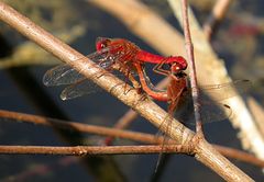 --- Feuerlibelle (Crocothemis erythraea) ---