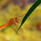 --- Feuerlibelle (Crocothemis erythraea) ---