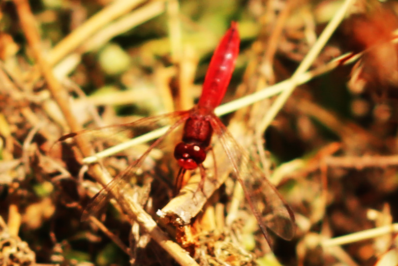 Feuerlibelle (Crocothemis erythraea)