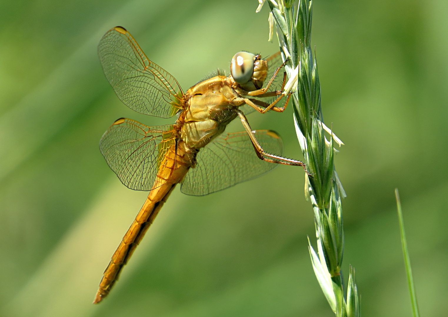 --- Feuerlibelle (Crocothemis erythraea) ---