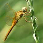 --- Feuerlibelle (Crocothemis erythraea) ---